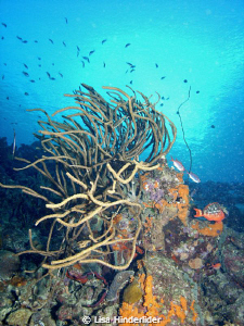 Early morning on Bari reef-Bonaire by Lisa Hinderlider 